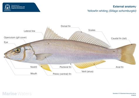 whiting fish diagram 